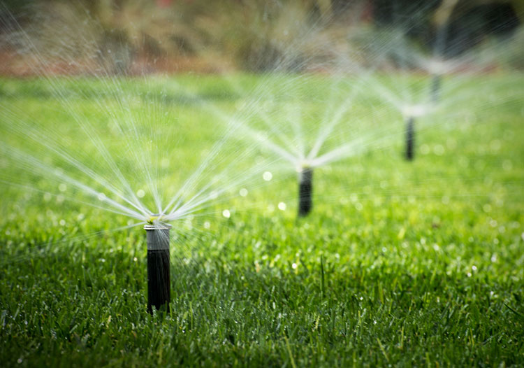 The Importance of Lawn Maintenance: Ensuring a Healthy, Vibrant Yard in the GTA